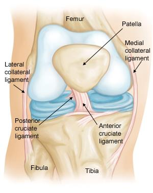 Knee joint ligaments diagram showing ACL, PCL, MCL, LCL and patella – NBR Clinic